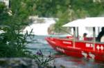Einsames Blmchen am Rheinfall von Schaffhausen. Im Hintergrund eines der Schiffe, welches die Besucher auf den Felsen bringt. Fotografiert am 21. Mai 2009.