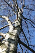 Strke!
auch ohne Bltterkleid