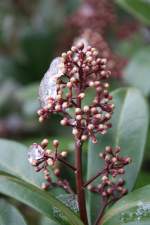 Es hat frisch geschneit