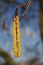 Die Staubgefe einer Haselnu