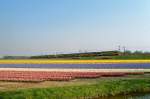 Blumenfelder bei Leiden mit in Hintergrund ein Intercity von Amsterdam in Richtung Den Haag. Warmond Mrz 2007.