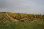 Weinberg im Herbst!!!!!!!!!!!!!!!
Aufnahme in Pfaffsttten am 19.10.2008