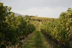 Ein schner Sonntag in den Weinbergen von Pafaffsttten