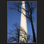 Gewisse Verwandschaften: Die filigrane Betonrhre des Stuttgarter Fernsehturms und ein Baumstamm.