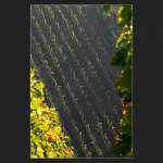 Im Weinberg. (Matthias)