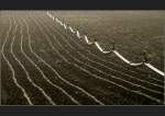 Linien im Feld und das Zick-Zack der Bewsserung. (Matthias)