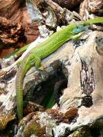 Smaragd-Eidechse am 28.06.2008 in Wilhelma/Stuttgart