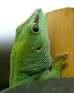 Madagaskar-Taggecko am 17.11.2008 in Wilhelma/Stuttgart