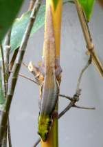 Blaue Bambusphelsume am 17.11.2008 in Wilhelma/Stuttgart