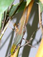 Blaue Bambusphelsume am 17.11.2008 in Wilhelma/Stuttgart