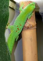 Madagassischer Taggecko am 22.03.2009 in Wilhelma/Stuttgart