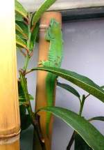 Madagassischer Taggecko am 14.06.2008 in Wilhelma/Stuttgart