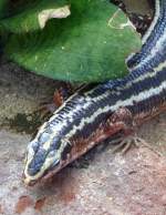 Vierstreifen-Ringelschildechse am 21.06.2008 in Wilhelma/Stuttgart