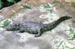 Leistenkrokodil am 21.06.2008 in Wilhelma/Stuttgart