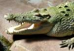 Leistenkrokodil am 04.07.2008 in Wilhelma/Stuttgart