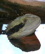 Australische Wasseragame am 17.11.2008 in Wilhelma/Stuttgart