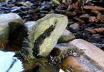Australische Wasseragame am 17.11.2008 in Wilhelma/Stuttgart
