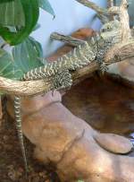 Australische Wasseragame am 17.11.2008 in Wilhelma/Stuttgart