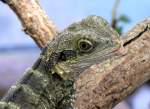 Australische Wasseragame am 17.11.2008 in Wilhelma/Stuttgart