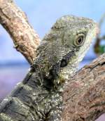 Australische Wasseragame am 17.11.2008 in Wilhelma/Stuttgart