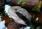 Australische Wasseragame am 04.07.2008 in Wilhelma/Stuttgart