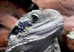Australische Wasseragame am 04.07.2008 in Wilhelma/Stuttgart