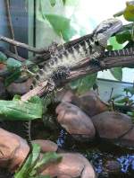 Australische Wasseragame am 04.07.2008 in Wilhelma/Stuttgart