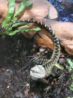 Australische Wasseragame am 04.07.2008 in Wilhelma/Stuttgart