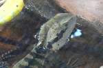 Australische Wasseragame am 05.07.2008 in Wilhelma/Stuttgart