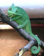 Jemenchamleon am 17.11.2008 in Wilhelma/Stuttgart