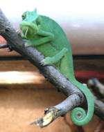 Jemenchamleon am 17.11.2008 in Wilhelma/Stuttgart