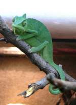 Jemenchamleon am 17.11.2008 in Wilhelma/Stuttgart