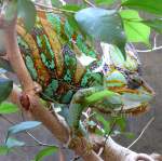 Chamleon am 22.03.2009 in Wilhelma/Stuttgart