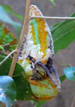 Jemenchamleon am 24.07.2008 in Wilhelma/Stuttgart