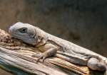Stachelschwanzleguan am 17.11.2008 in Stuttgart/Wilhelma
