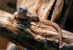 Stachelschwanzleguan am 22.03.2009 in Wilhelma/Stuttgart