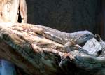 Stachelschwanzleguan am 22.03.2009 in Wilhelma/Stuttgart