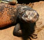 Leguane am 19.07.2008 in Wilhelma/Stuttgart