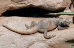 Leguan am 31.05.2008 in Wilhelma/Stuttgart