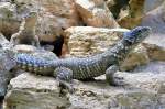 Blauer Stachelleguan am 09.06.2008 in Stuttgart/Wilhelma