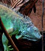 Grner Leguan am 21.06.2008 in Wilhelma/Stuttgart - ISO200 F3,2 1/13sec freihand ohne Blitz