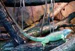 Grner Leguan am 21.06.2008 in Wilhelma/Stuttgart - ISO200 F3,2 1/8sec freihand ohne Blitz
