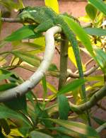 Ritteranolis am 01.03.2009 in Wilhelma/Stuttgart