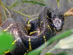 Mangroven-Nachtbaumnatter am 17.11.2008 in Wilhelma/Stuttgart