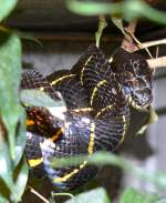 Mangroven-Nachtbaumnatter am 17.11.2008 in Wilhelma/Stuttgart