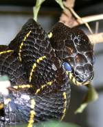 Mangroven-Nachtbaumnatter am 17.11.2008 in Wilhelma/Stuttgart