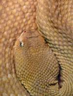 Basilisken-Klapperschlange am 05.07.2008 in Wilhelma/Stuttgart