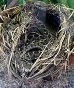 Afrikanische Eierschlange am 05.07.2008 in Wilhelma/Stuttgart