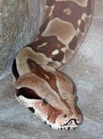 Abgottschlange am 17.11.2008 in Wilhelma/Stuttgart