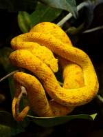 Greifschwanz-Lanzenotter am 17.11.2008 in Wilhelma/Stuttgart